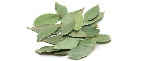 Hojas de laurel