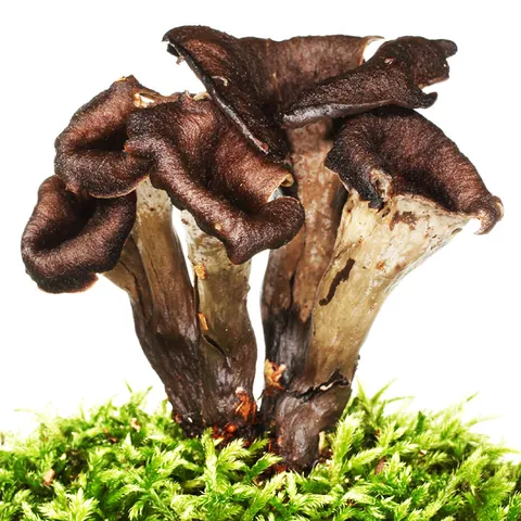 Black Trumpet Mushroom