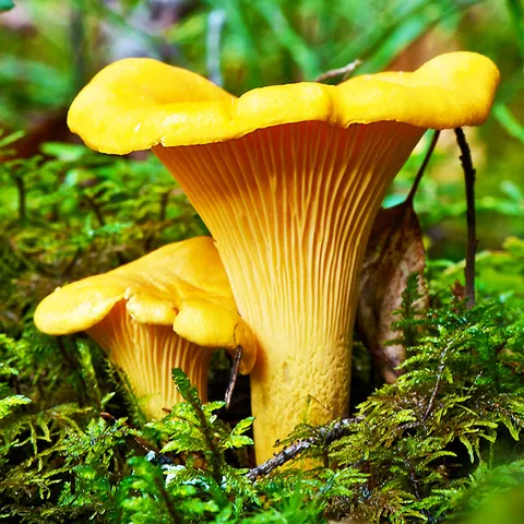Chanterelle Mushroom