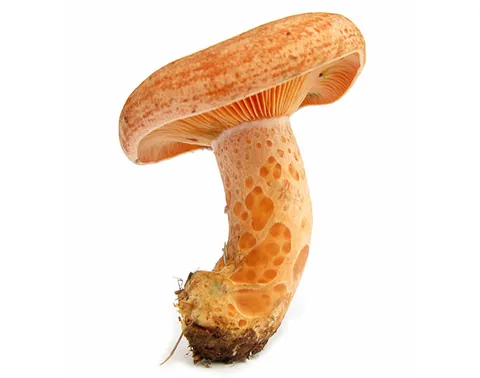 Lactarius Mushroom